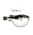 お魚だじゃれスタンプ（個別スタンプ：5）