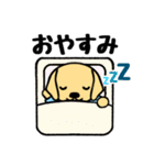 かわいいラブラドールレトリバー（個別スタンプ：4）