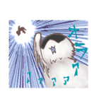 猫会話Vol.2(Darume Cat's)（個別スタンプ：11）