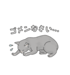 猫三昧【よく使う言葉編】（個別スタンプ：11）