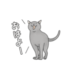 猫三昧【よく使う言葉編】（個別スタンプ：13）