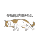 猫三昧【よく使う言葉編】（個別スタンプ：22）