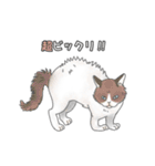 猫三昧【よく使う言葉編】（個別スタンプ：36）