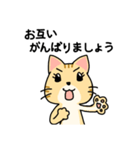 ていねいごねこ-丁寧語ネコちゃんスタンプ（個別スタンプ：39）