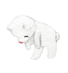 white and brown bear（個別スタンプ：25）