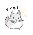 チンチラのむいむい（個別スタンプ：3）