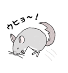 チンチラのむいむい（個別スタンプ：13）