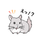 チンチラのむいむい（個別スタンプ：18）