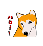 日本 柴犬 ファミリークラブ（個別スタンプ：5）