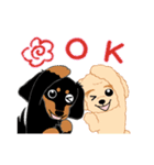 Daks black tan and Toy poodle（個別スタンプ：8）