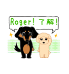 Daks black tan and Toy poodle（個別スタンプ：12）
