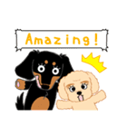 Daks black tan and Toy poodle（個別スタンプ：13）