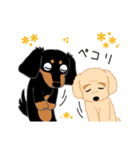 Daks black tan and Toy poodle（個別スタンプ：16）