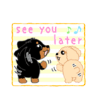 Daks black tan and Toy poodle（個別スタンプ：31）