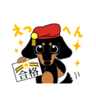Daks black tan and Toy poodle（個別スタンプ：38）