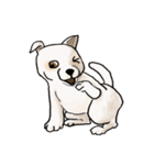 groovy dogs（個別スタンプ：33）