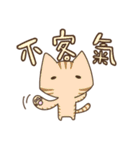 Taiwan's cute cats（個別スタンプ：16）