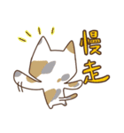 Taiwan's cute cats（個別スタンプ：20）