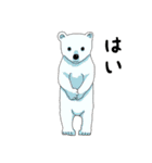 クマさんずスタンプ（個別スタンプ：11）