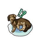 Dachshund century-egg（個別スタンプ：9）