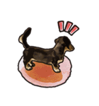 Dachshund century-egg（個別スタンプ：21）