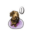 Dachshund century-egg（個別スタンプ：38）