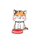 Soidow Cat Animated(Eng)（個別スタンプ：13）