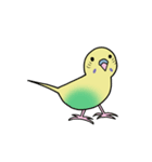 ナルシスインコ（個別スタンプ：1）