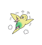 ナルシスインコ（個別スタンプ：12）