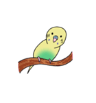 ナルシスインコ（個別スタンプ：24）