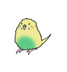 ナルシスインコ（個別スタンプ：25）