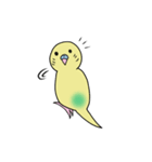 ナルシスインコ（個別スタンプ：40）