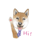 Shiba Huck（個別スタンプ：3）