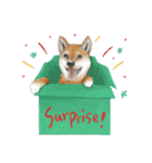 Shiba Huck（個別スタンプ：7）