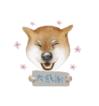 Shiba Huck（個別スタンプ：12）