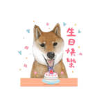 Shiba Huck（個別スタンプ：14）