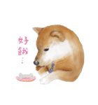 Shiba Huck（個別スタンプ：18）