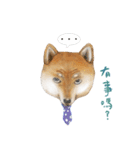 Shiba Huck（個別スタンプ：19）