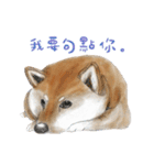 Shiba Huck（個別スタンプ：21）