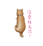 Shiba Huck（個別スタンプ：23）