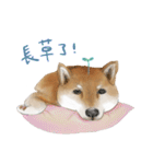 Shiba Huck（個別スタンプ：25）