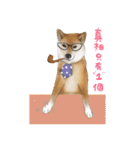 Shiba Huck（個別スタンプ：31）