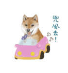 Shiba Huck（個別スタンプ：32）