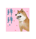 Shiba Huck（個別スタンプ：37）