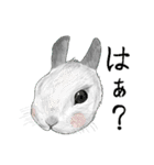 うさぎのゆるーい日常（個別スタンプ：40）
