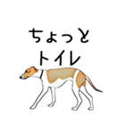 Claiv the whippet（個別スタンプ：7）