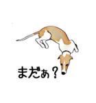 Claiv the whippet（個別スタンプ：11）
