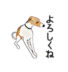 Claiv the whippet（個別スタンプ：13）