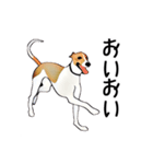 Claiv the whippet（個別スタンプ：14）