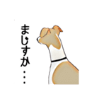 Claiv the whippet（個別スタンプ：17）
